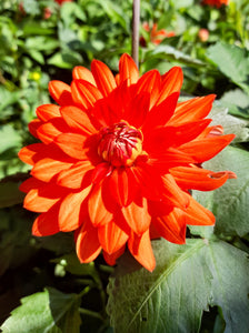 Dahlia Aperto Deep Orange - 2 Litre pots