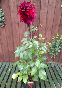 Dahlia Lubega Power Burgundy - 2 Litre pots