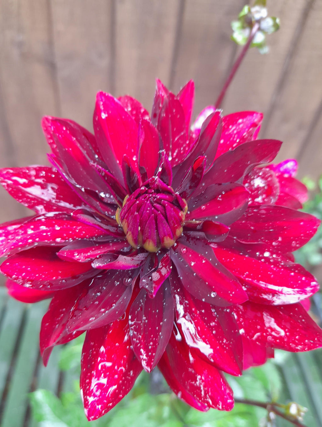 Dahlia Lubega Power Burgundy - 2 Litre pots