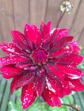 Dahlia Lubega Power Burgundy - 2 Litre pots