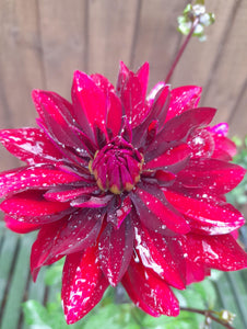 Dahlia Lubega Power Burgundy - 2 Litre pots