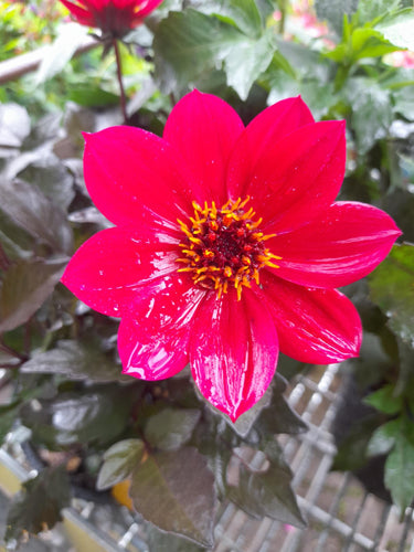 Dahlia Happy Days - Cherry Red - 2 Litre pots