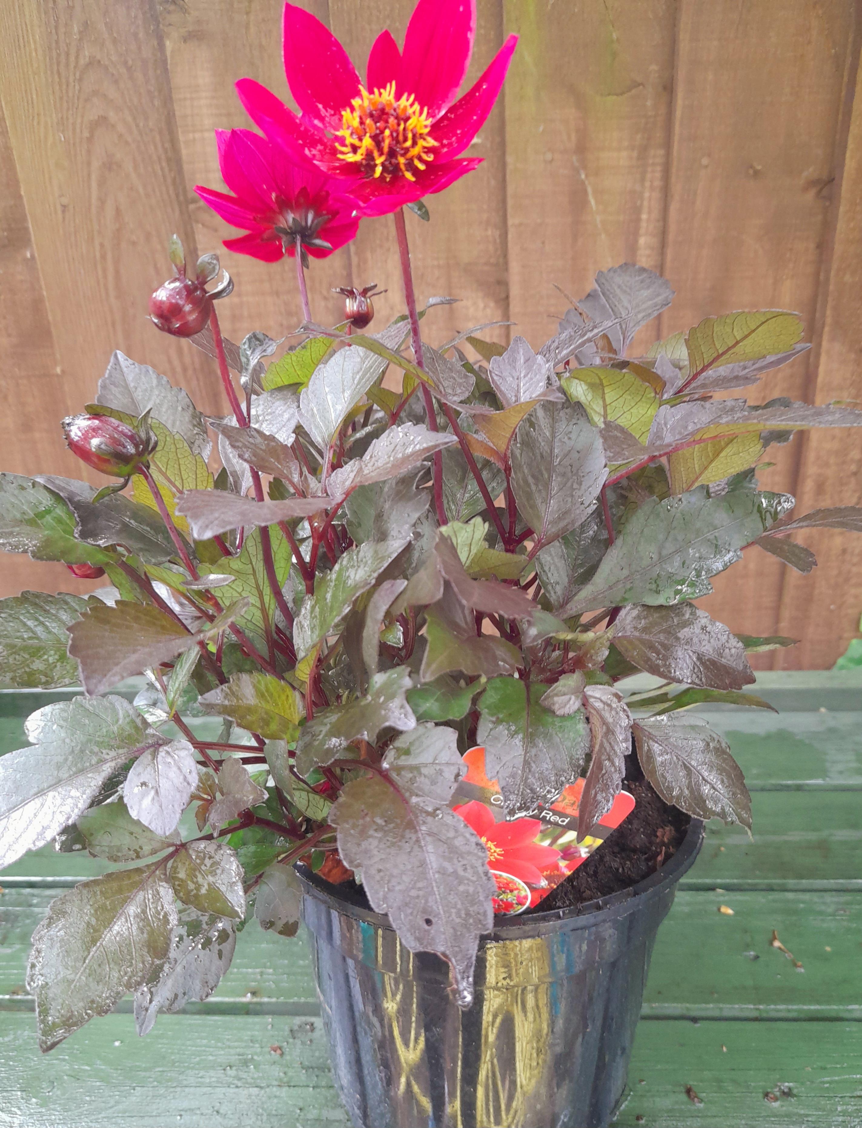 Dahlia Happy Days - Cherry Red - 2 Litre pots
