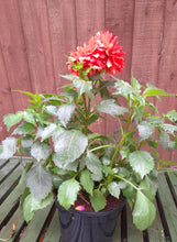 Load image into Gallery viewer, Dahlia Aperto Deep Orange - 2 Litre pots