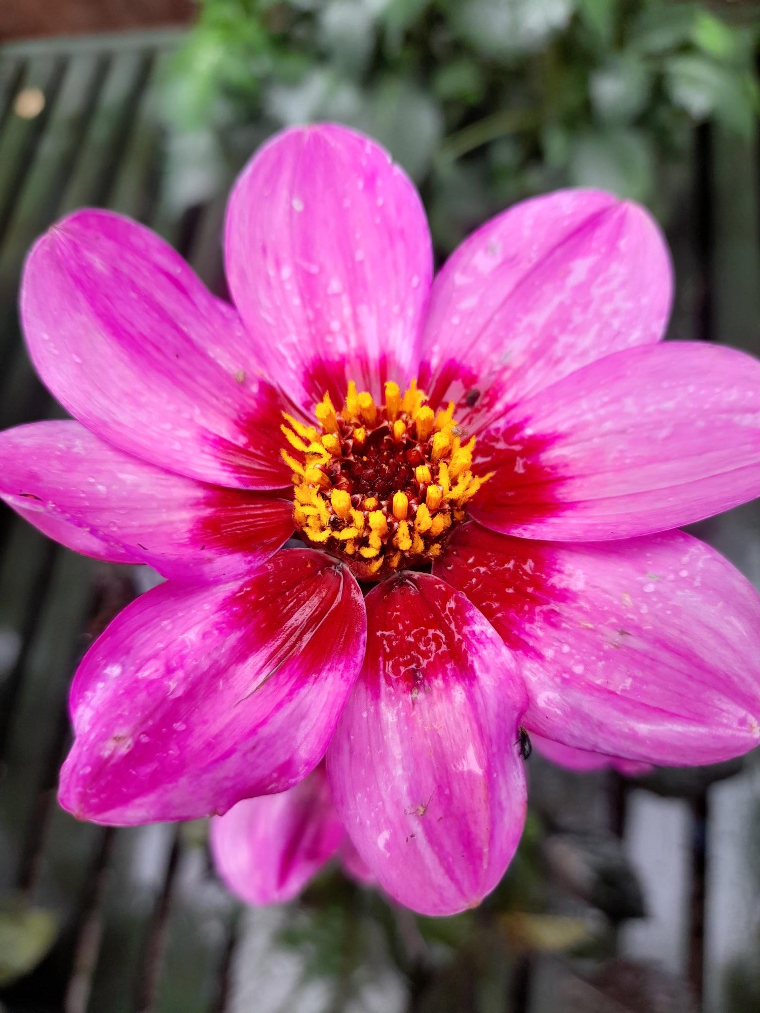 Dahlia Happy Days - Mauve Eye - 2 Litre pots