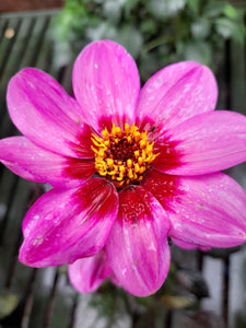 Dahlia Happy Days - Mauve Eye - 2 Litre pots