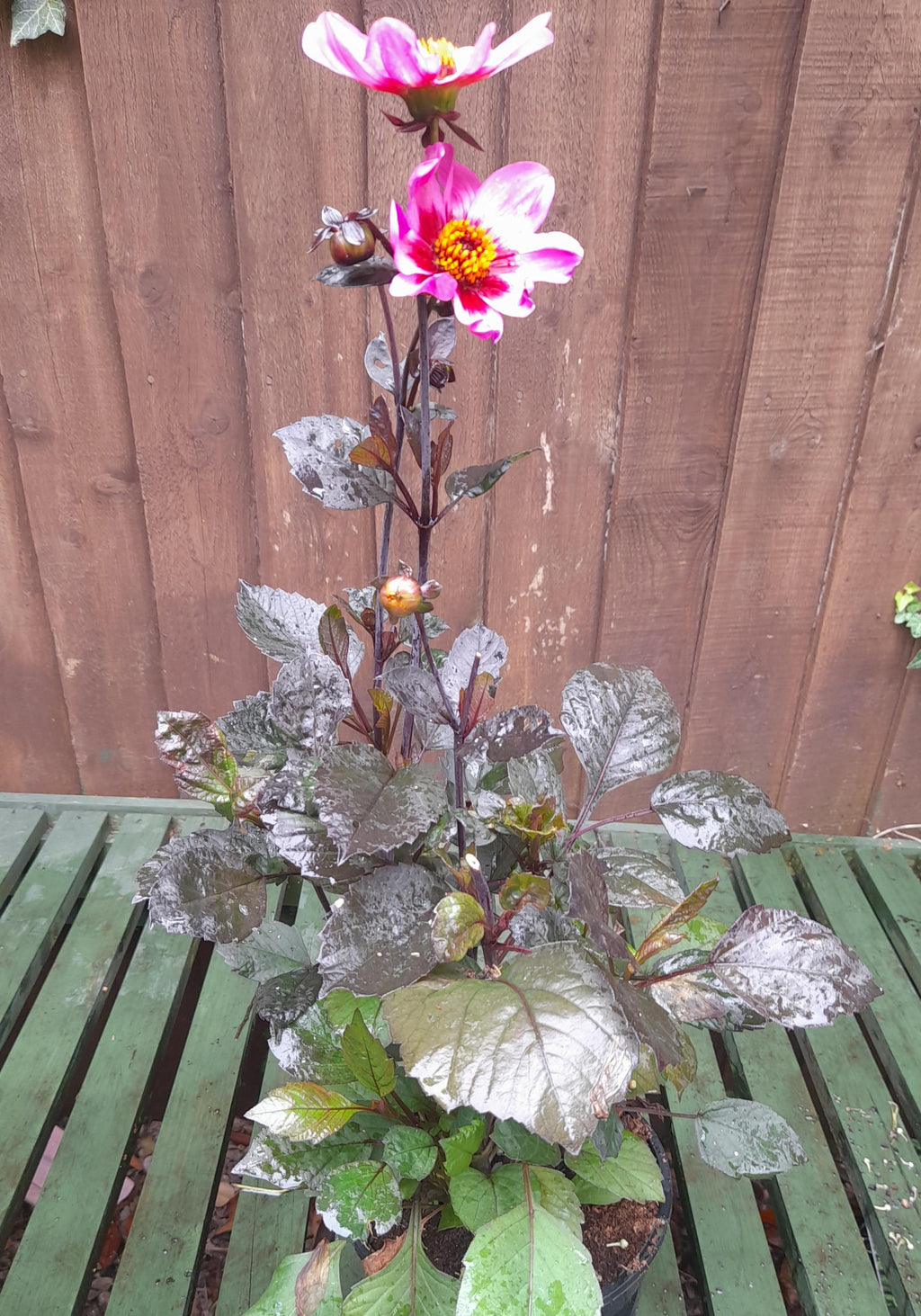Dahlia Happy Days - Mauve Eye - 2 Litre pots