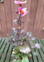 Load image into Gallery viewer, Dahlia Happy Days - Mauve Eye - 2 Litre pots
