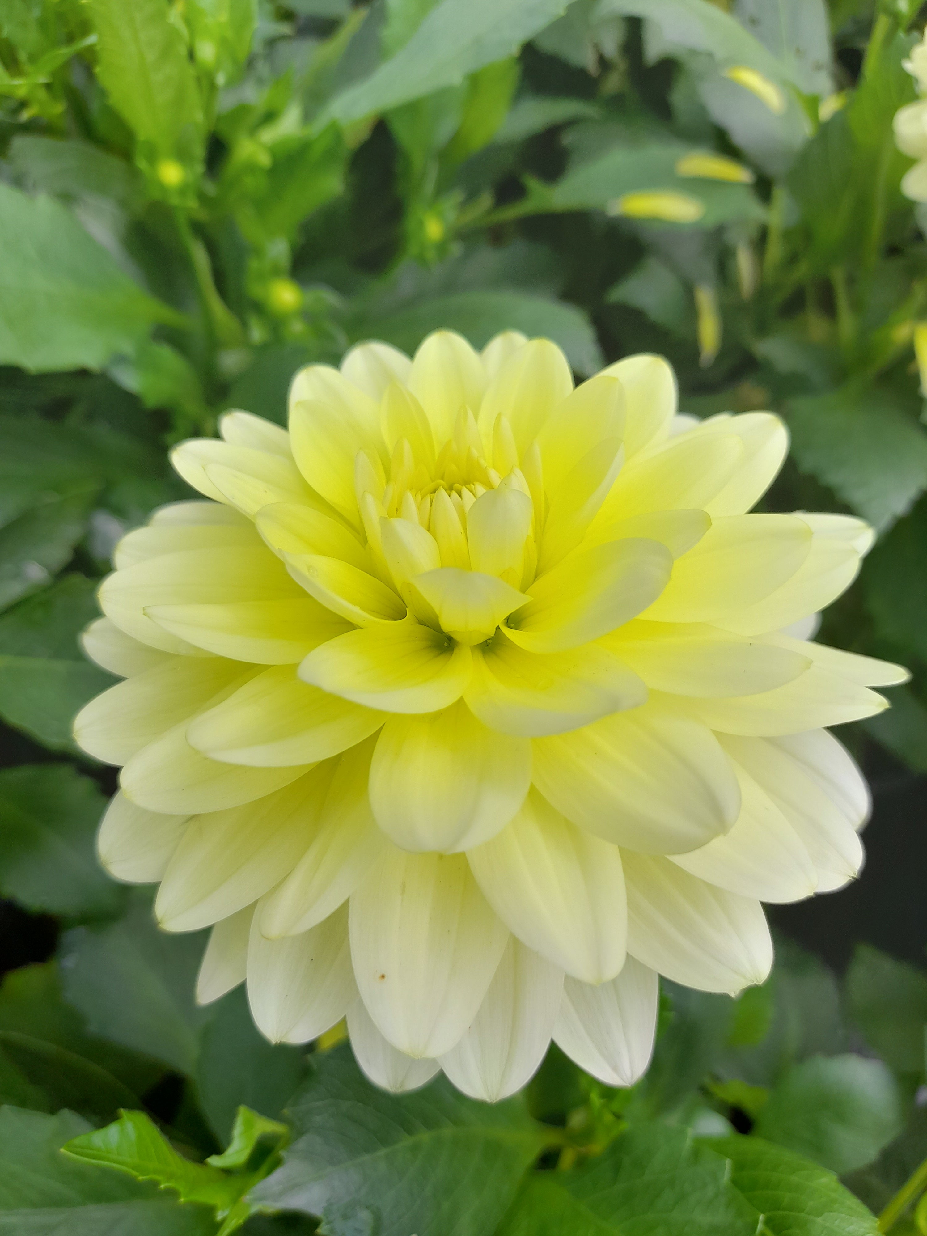 Dahlia Aperto Lemon - 2 Litre pots