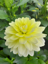 Load image into Gallery viewer, Dahlia Aperto Lemon - 2 Litre pots