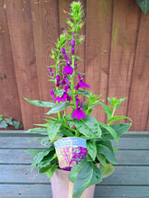 Load image into Gallery viewer, Lobelia Starship Blue - 2 Litre plants