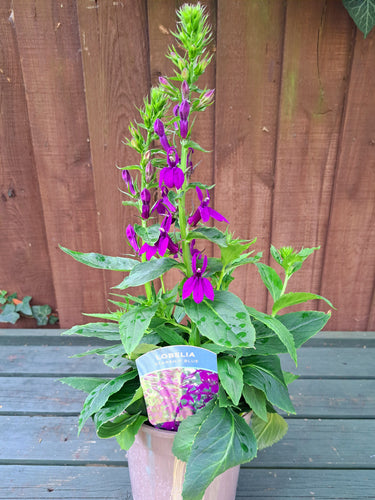 Lobelia Starship Blue - 2 Litre plants