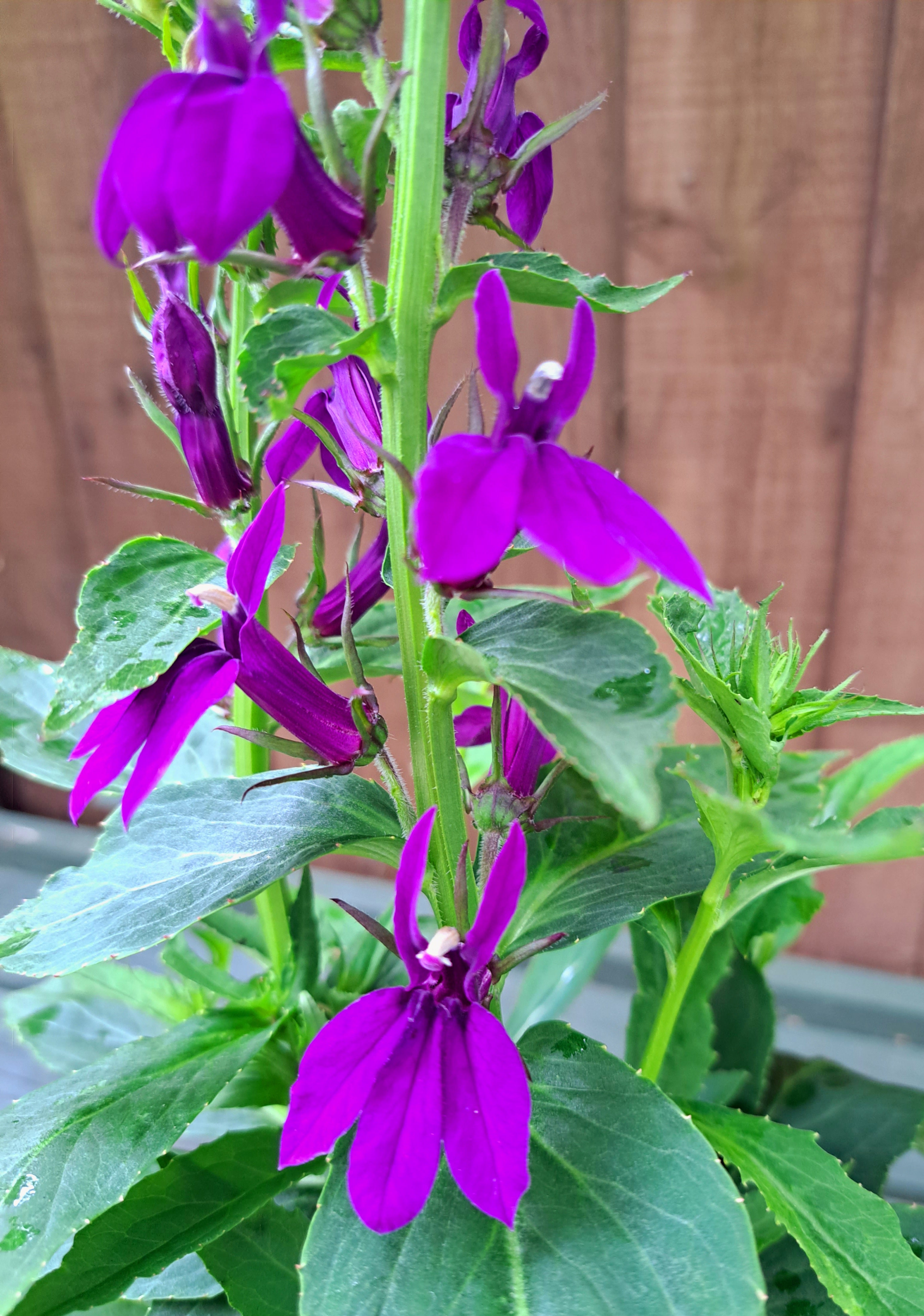 Lobelia Starship Blue - 2 Litre plants