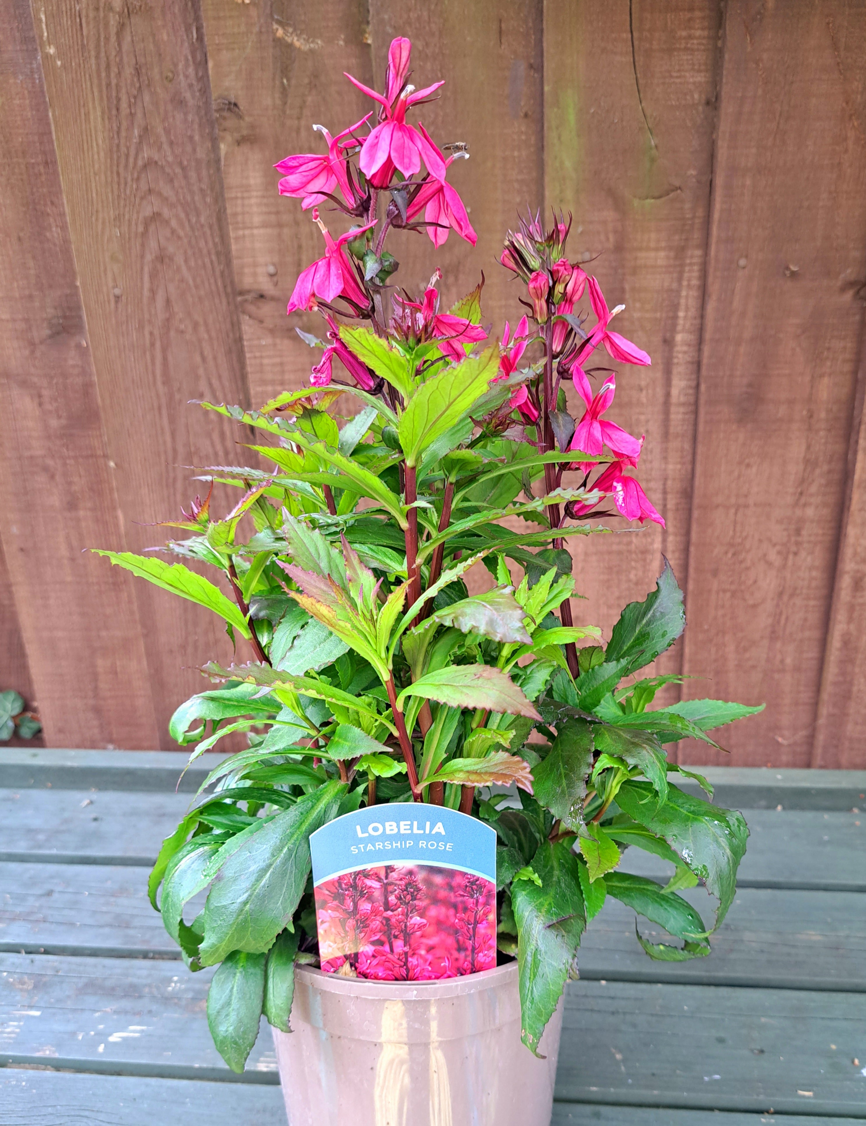 Lobelia Starship Rose - 2 Litre plants