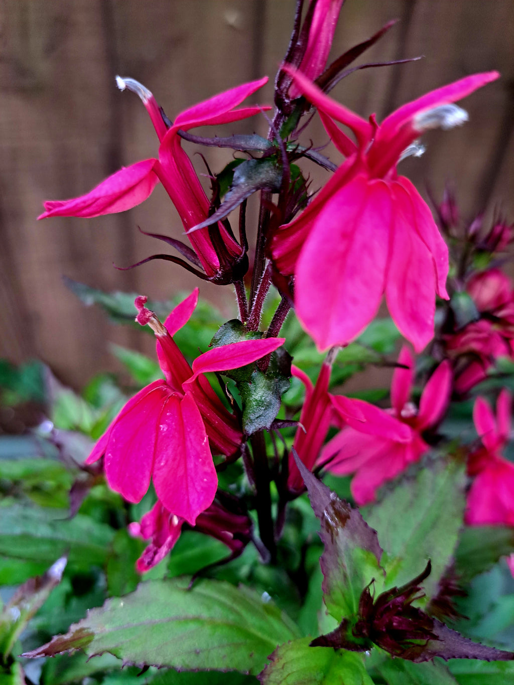 Lobelia Starship Rose - 2 Litre plants