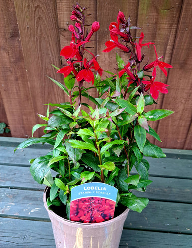 Lobelia Starship Scarlet - 2 Litre plants