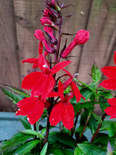 Load image into Gallery viewer, Lobelia Starship Scarlet - 2 Litre plants