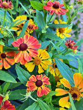 Load image into Gallery viewer, Helenium HayDay Orange - 2 Litre Pots