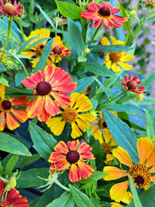 Helenium HayDay Orange - 2 Litre Pots