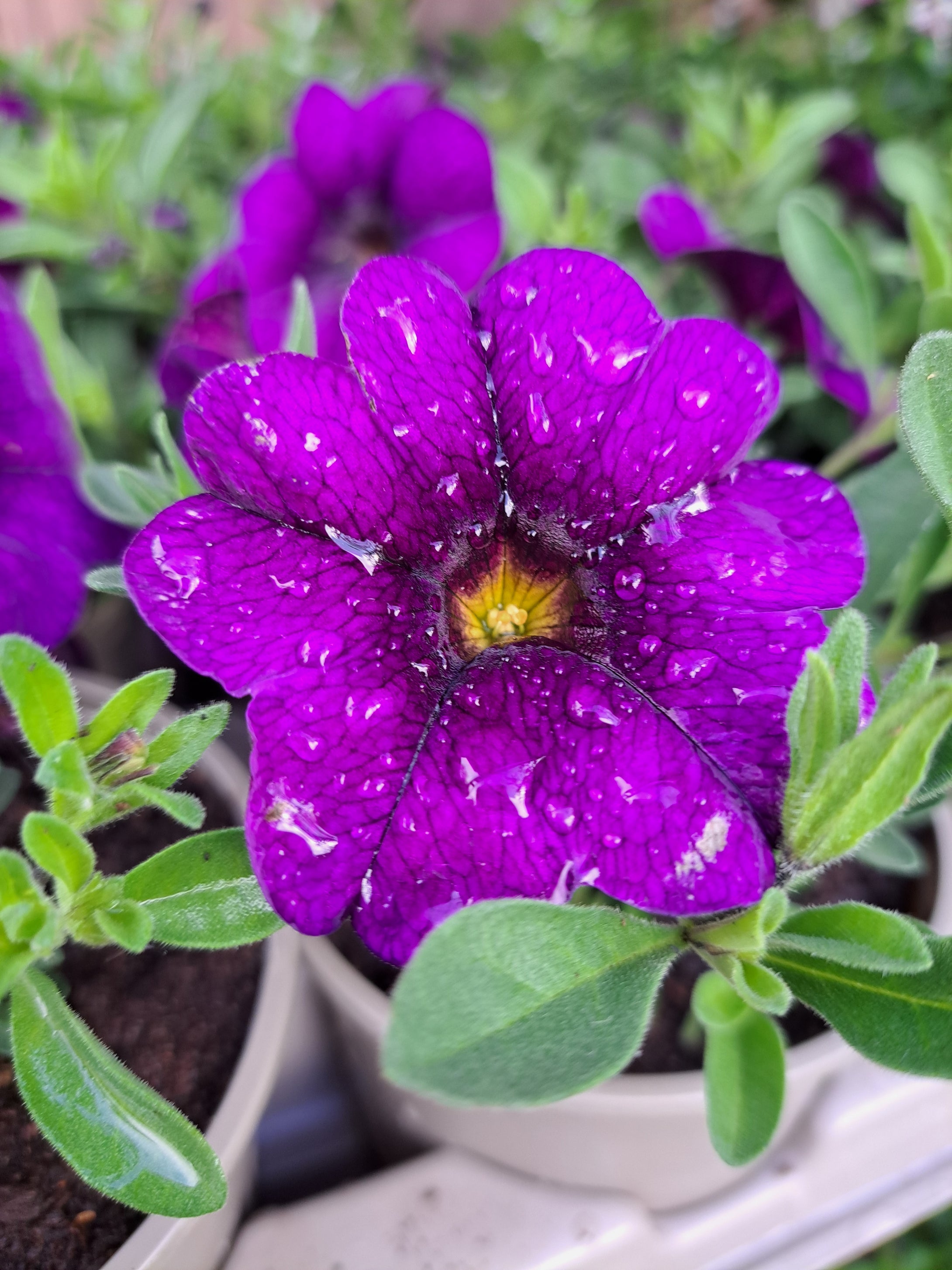 Assorted collection of 6 Basket & Container plants in 9cm pots