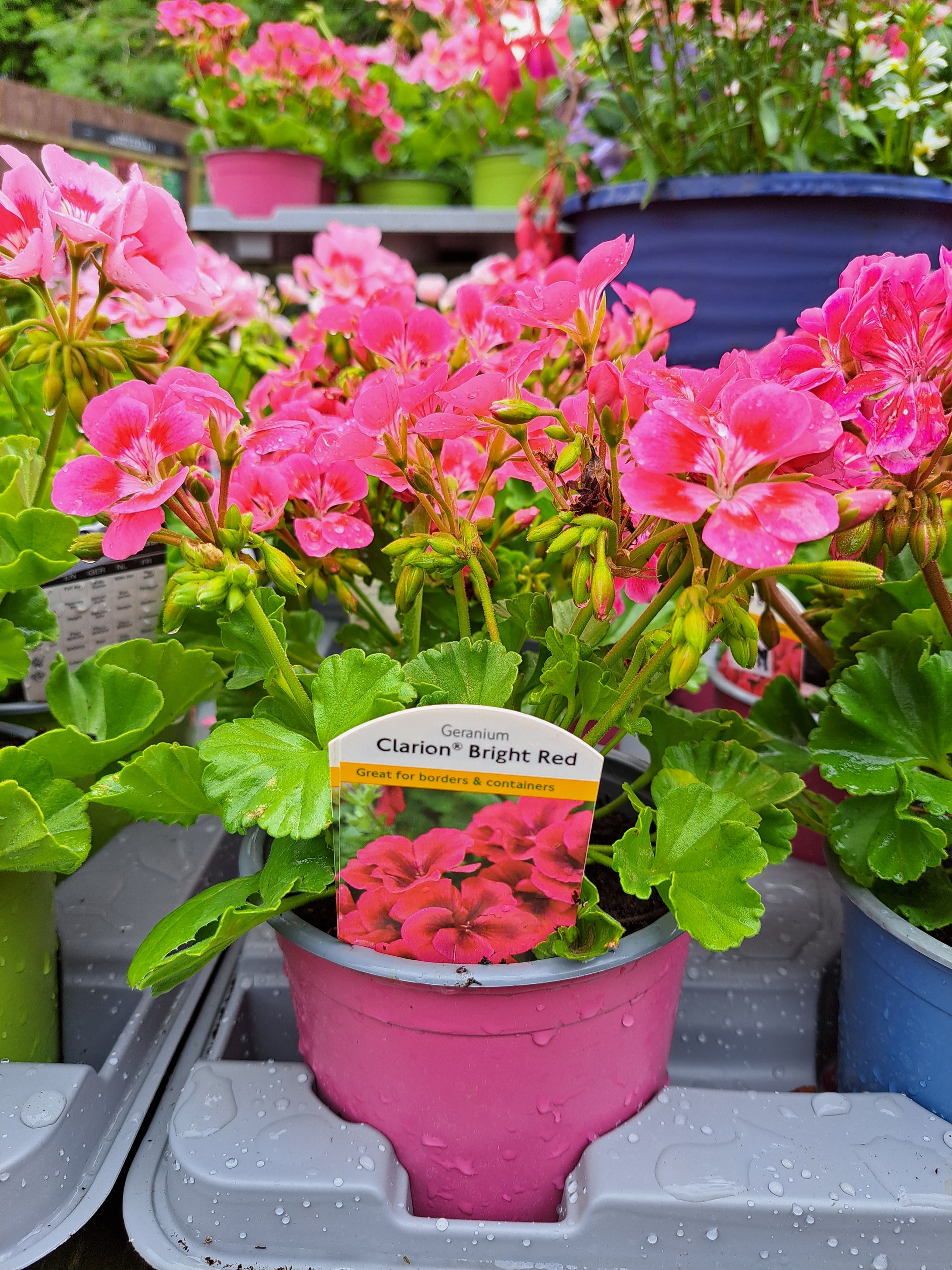 Geraniums x 9 - upright 10cm pot mixed colours (Copy)