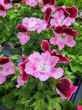 Load image into Gallery viewer, Pelargonium x 3 - upright 10cm pot mixed colours