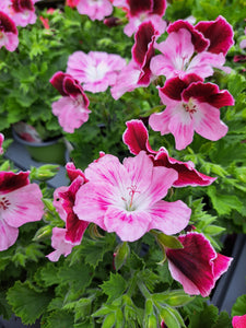 Pelargonium x 3 - upright 10cm pot mixed colours