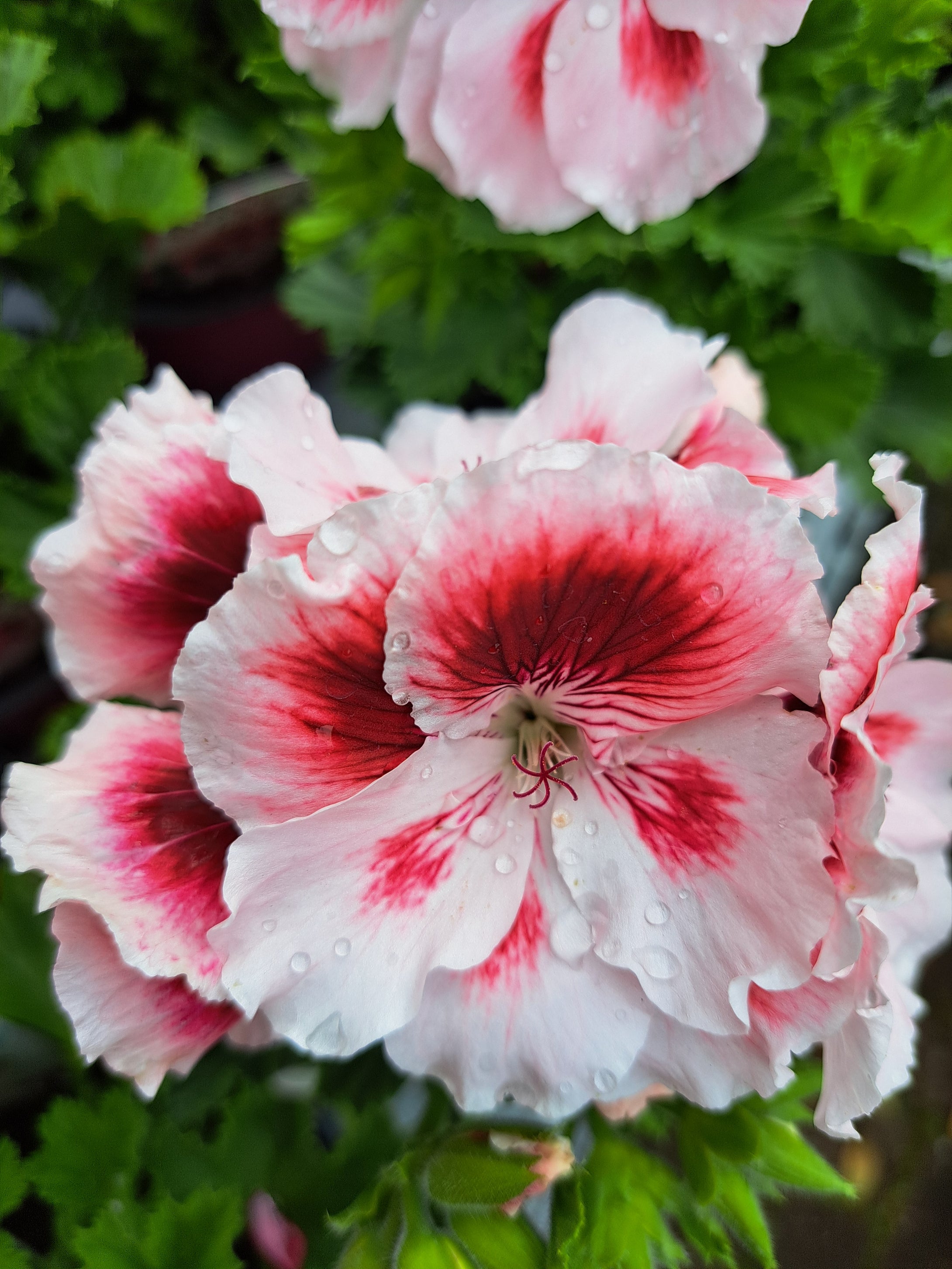 Pelargonium x 3 - upright 10cm pot mixed colours