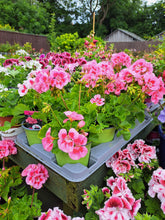 Load image into Gallery viewer, Geraniums x 3 - upright 10cm pot mixed colours