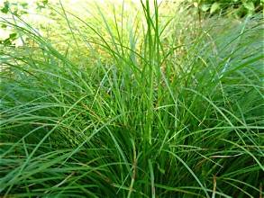Carex - Irish Green