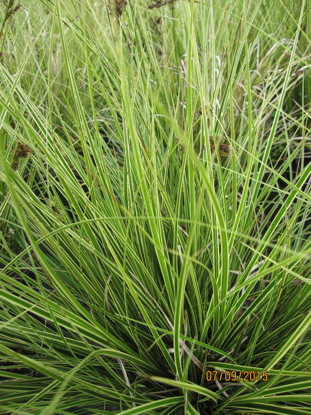 Carex brunnea - Variegata