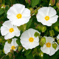 Cistus  - Corbariensis 1 ltr pot
