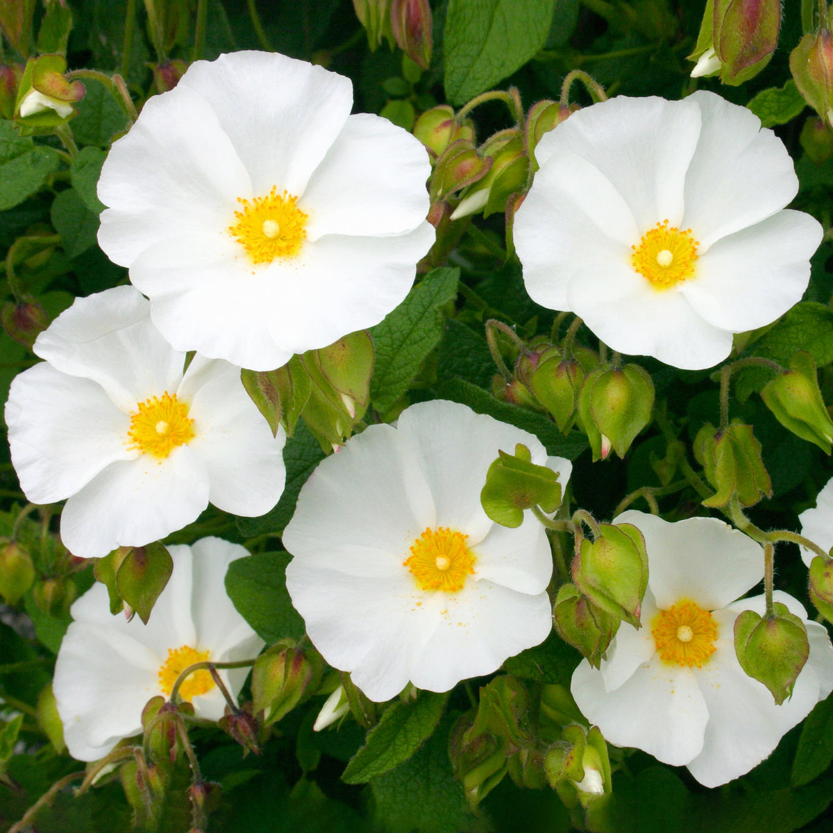Cistus  - Corbariensis 1 ltr pot