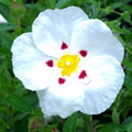 Cistus - Decumbens 1 ltr pot