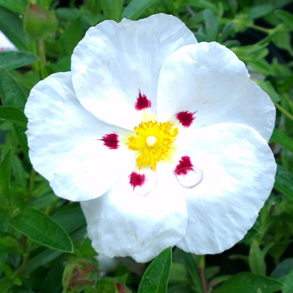 Cistus - Decumbens 1 ltr pot