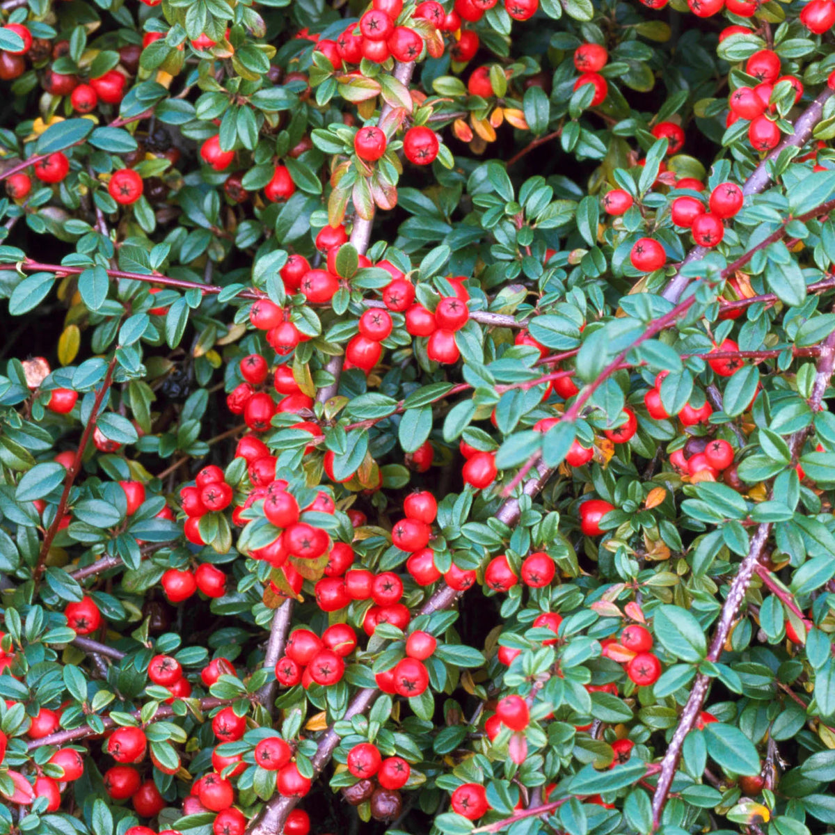 Cotoneaster - Coral Beauty 1 ltr pot