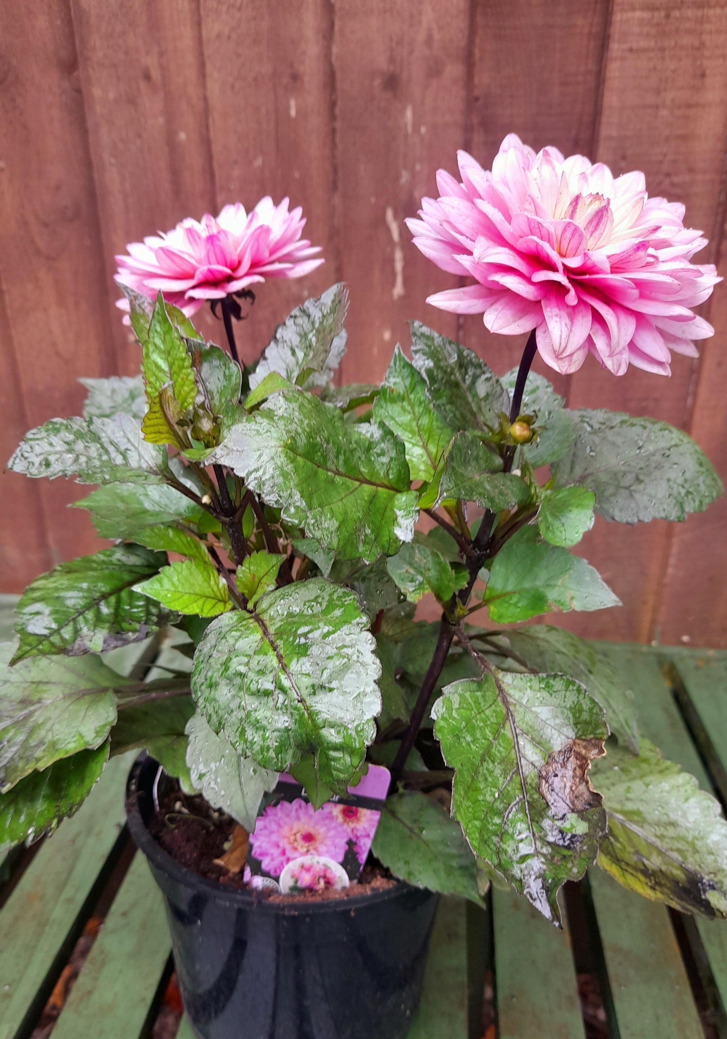 Dahlia Gallery - La Tour - 2 Litre pots