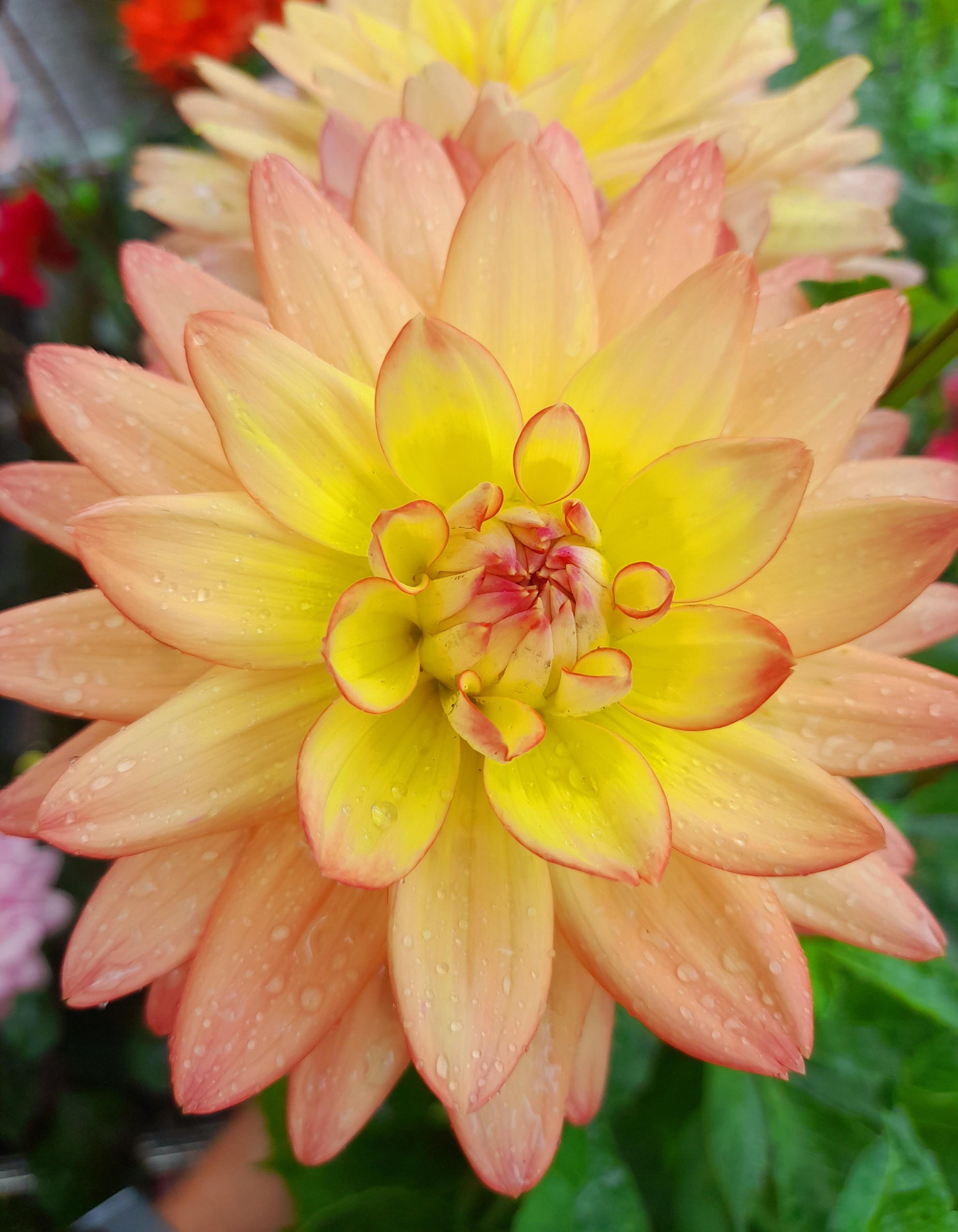 Dahlia Sincerity Peach - 2 Litre pots