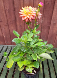 Dahlia Sincerity Peach - 2 Litre pots