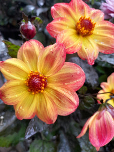 Dahlia Happy Days - Red Yellow Bicolour - 2 Litre pots