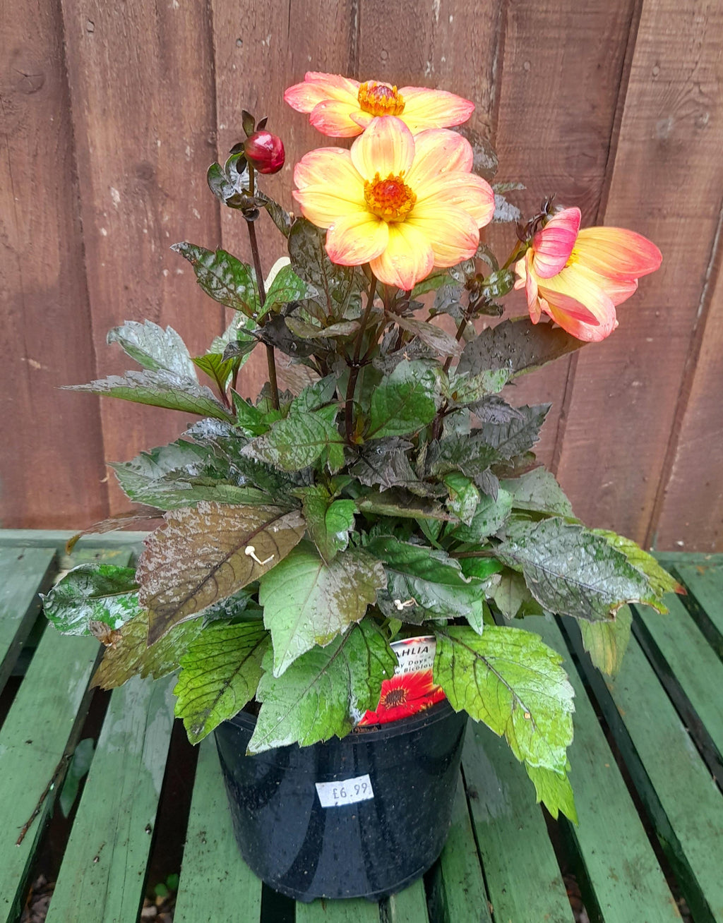 Dahlia Happy Days - Red Yellow Bicolour - 2 Litre pots