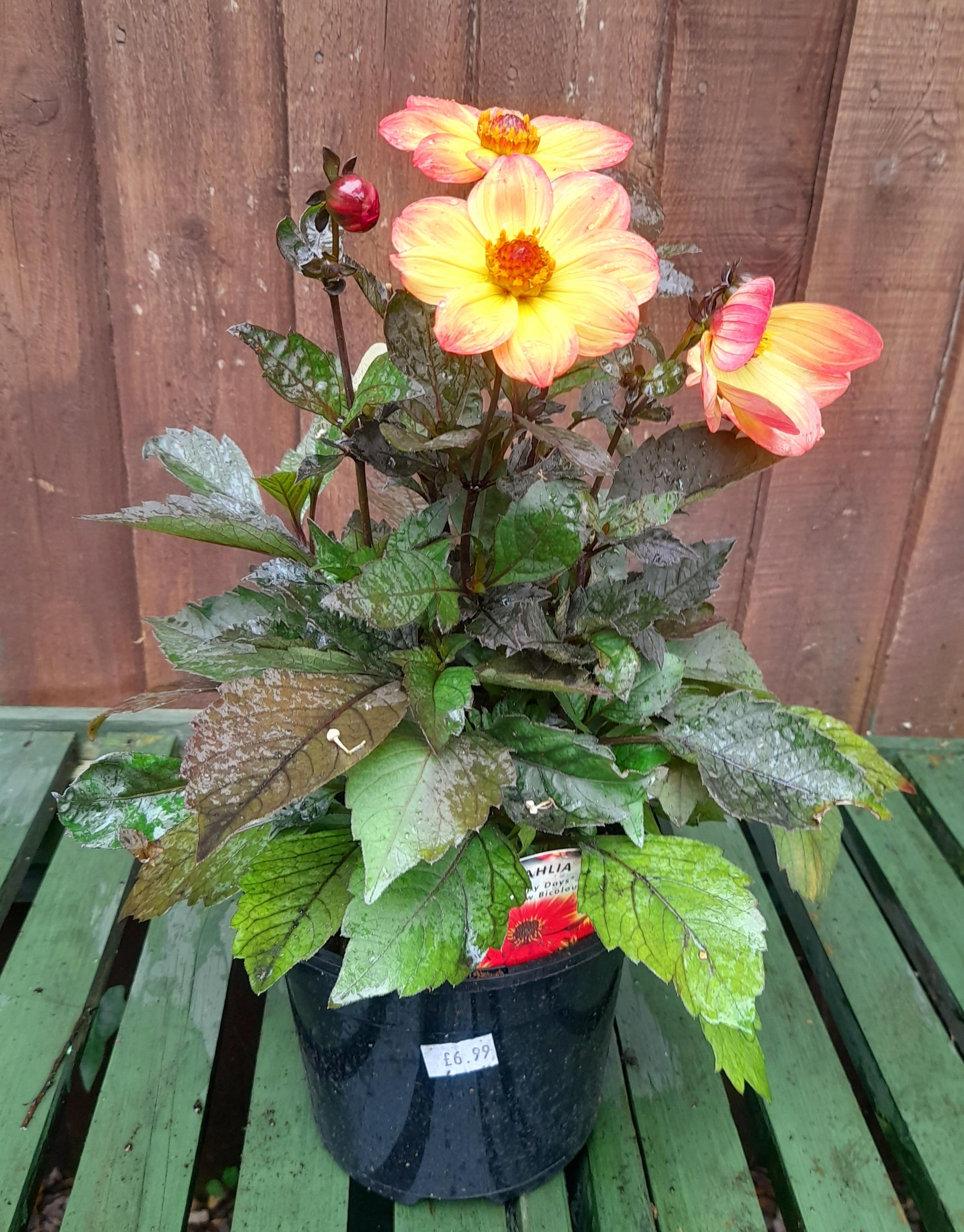 Dahlia Happy Days - Red Yellow Bicolour - 2 Litre pots