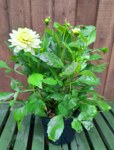 Dahlia Aperto Lemon - 2 Litre pots