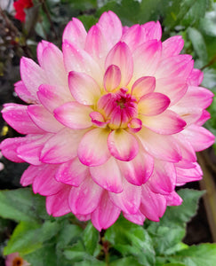 Dahlia Sincerity Rose Bicolor - 2 Litre pots