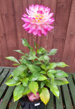 Load image into Gallery viewer, Dahlia Sincerity Rose Bicolor - 2 Litre pots