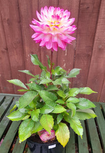 Dahlia Sincerity Rose Bicolor - 2 Litre pots