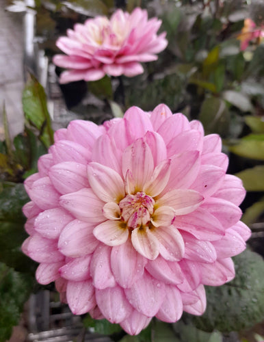 Dahlia Gallery - La Tour - 2 Litre pots