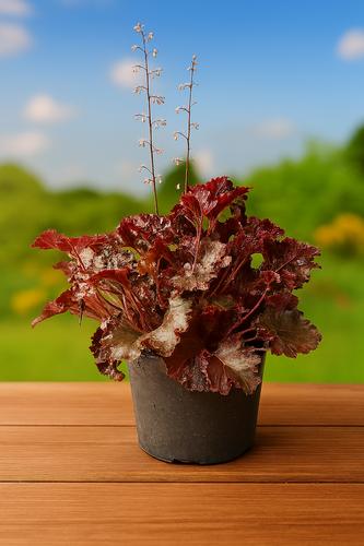 Heuchera Palace Purple - 2 litre pots