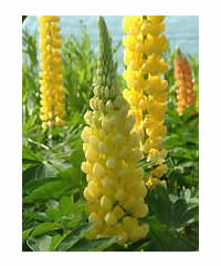 West Country Lupins - Desert Sun - Large 5 litre pots