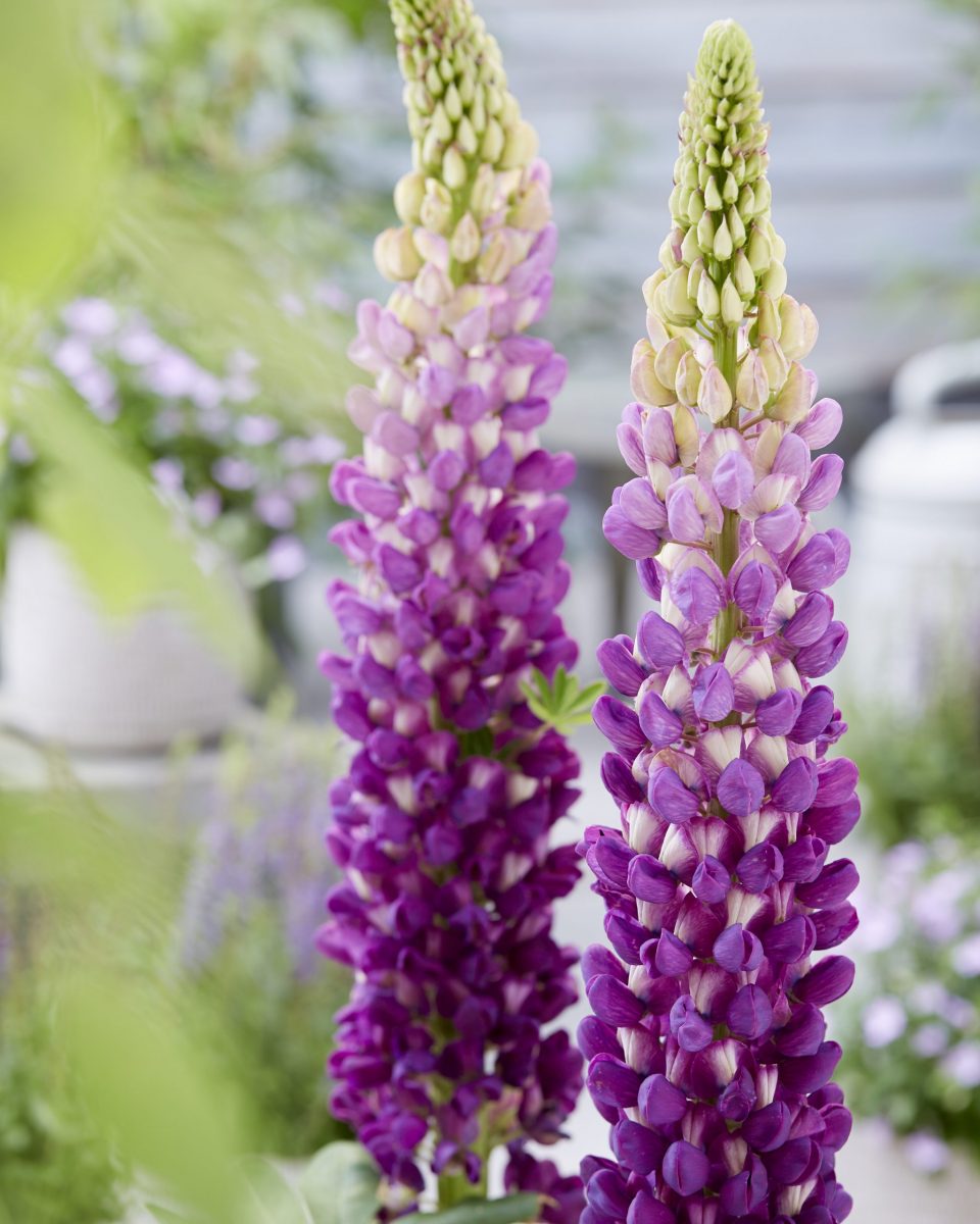 West Country Lupins - Shirley Anne - Large 5 litre pots